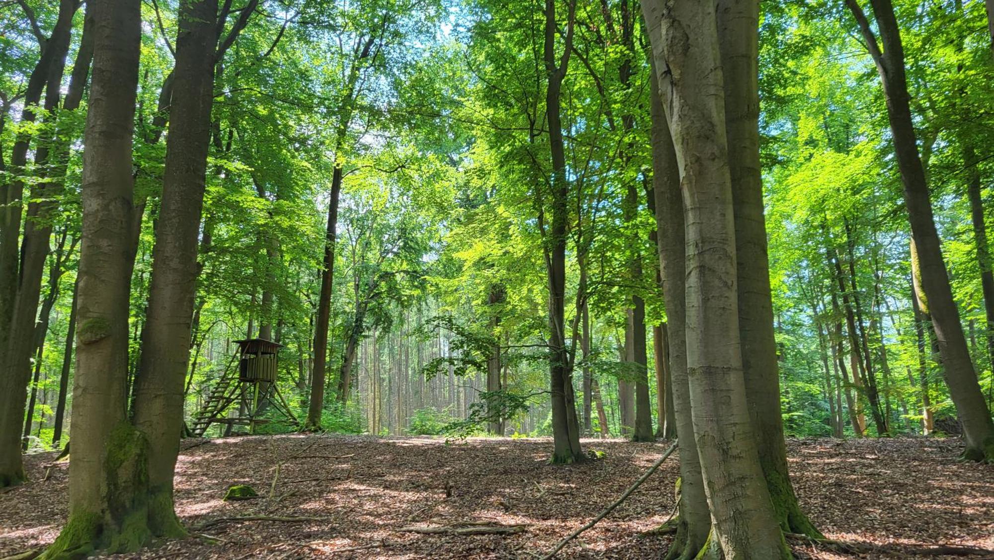 Finnhuette Zwischen Wald Und See Biesenthal Exterior foto