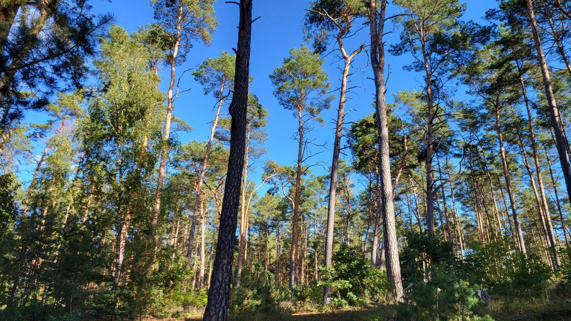 Finnhuette Zwischen Wald Und See Biesenthal Exterior foto